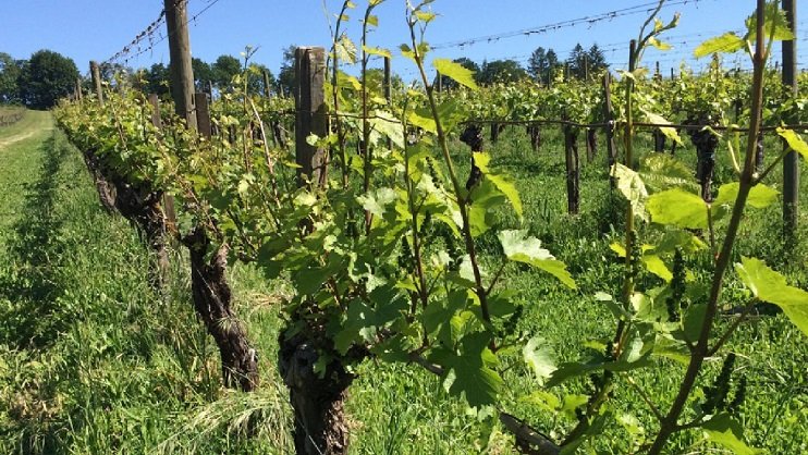 Understanding the Impact of Grape Root Gall Aphid in Emerging Wine Regions
