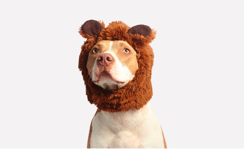 4 Reasons Pet Owners Schedule Routine Grooming