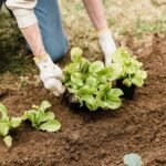 4 Steps to Building a Successful Indoor Garden