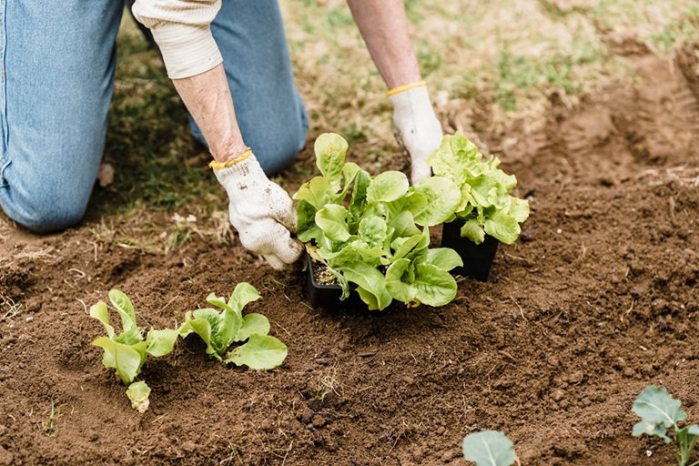 4 Steps to Building a Successful Indoor Garden